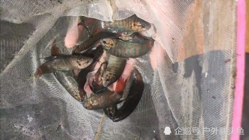 腾讯视频