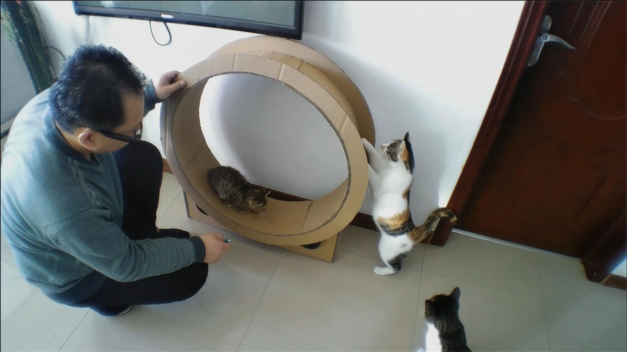 用硬纸板diy一个猫咪跑步机,忙活一上午的时间,猫咪却不会用