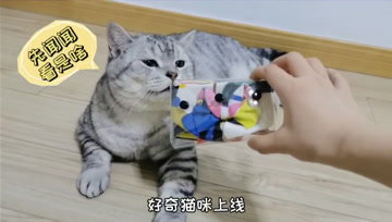 给好奇猫咪买了礼物 放它面前会有什么反应 猫 闻了个寂寞 开心萌宠趣味视频 腾讯视频