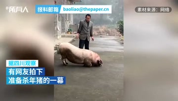 万物有灵！年猪被宰杀前，突然三步一跪