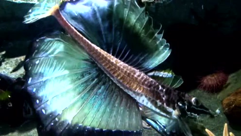 八角鱼 腾讯视频