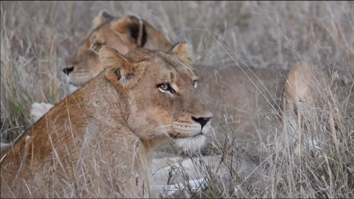 塔拉马蒂狮群首领:银眼女王