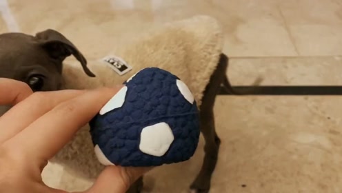 猎兔犬飞机 腾讯视频