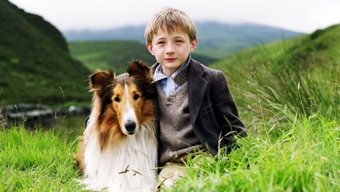 狗狗狂奔千里,只为能回家陪伴小主人,感人催泪电影《灵犬莱西》