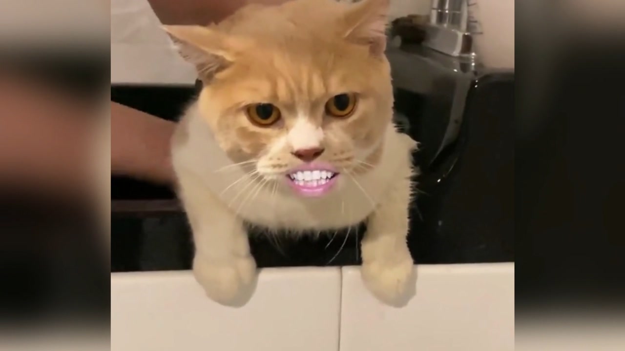 这些动物太可爱了,逗比动物搞笑行为!