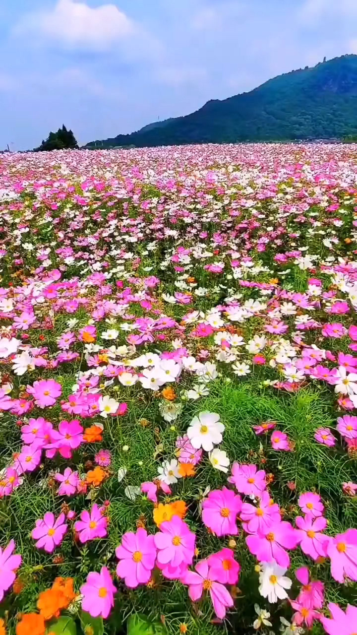 满山遍野花朵朵