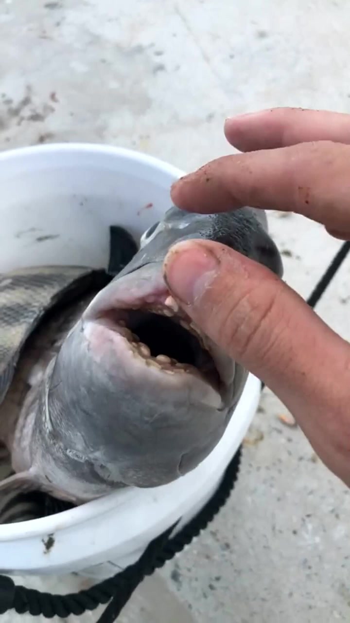 日本海域惊现怪鱼,满嘴人牙,已经开始"变异"了吗?