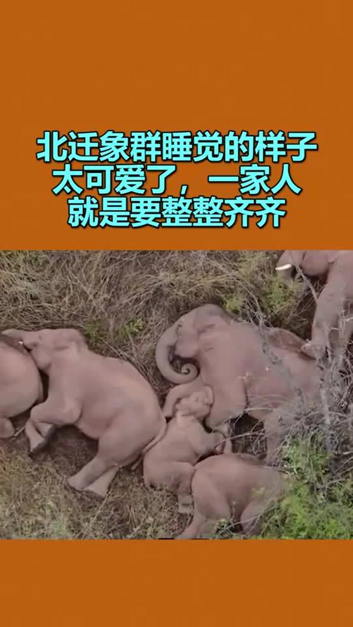 北迁象群睡觉的样子太可爱了,一家人就是要整整齐齐