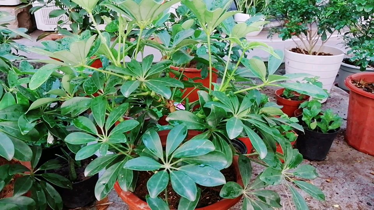 要想鸭脚木株型饱满美观,修剪很重要,一起来看下怎么修剪吧