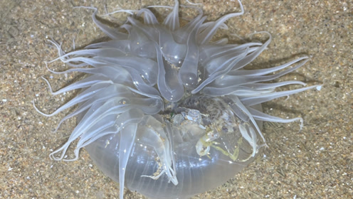 大齐赶海,发现沙滩上一根根小管里有管虫,好像大海葵一样