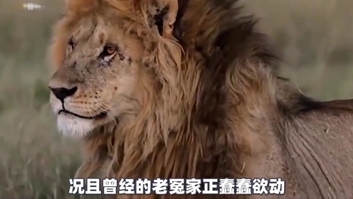 纪录片：狮王蕾丝面对三头雄狮的围攻，依然不落下风，王者气质尽显