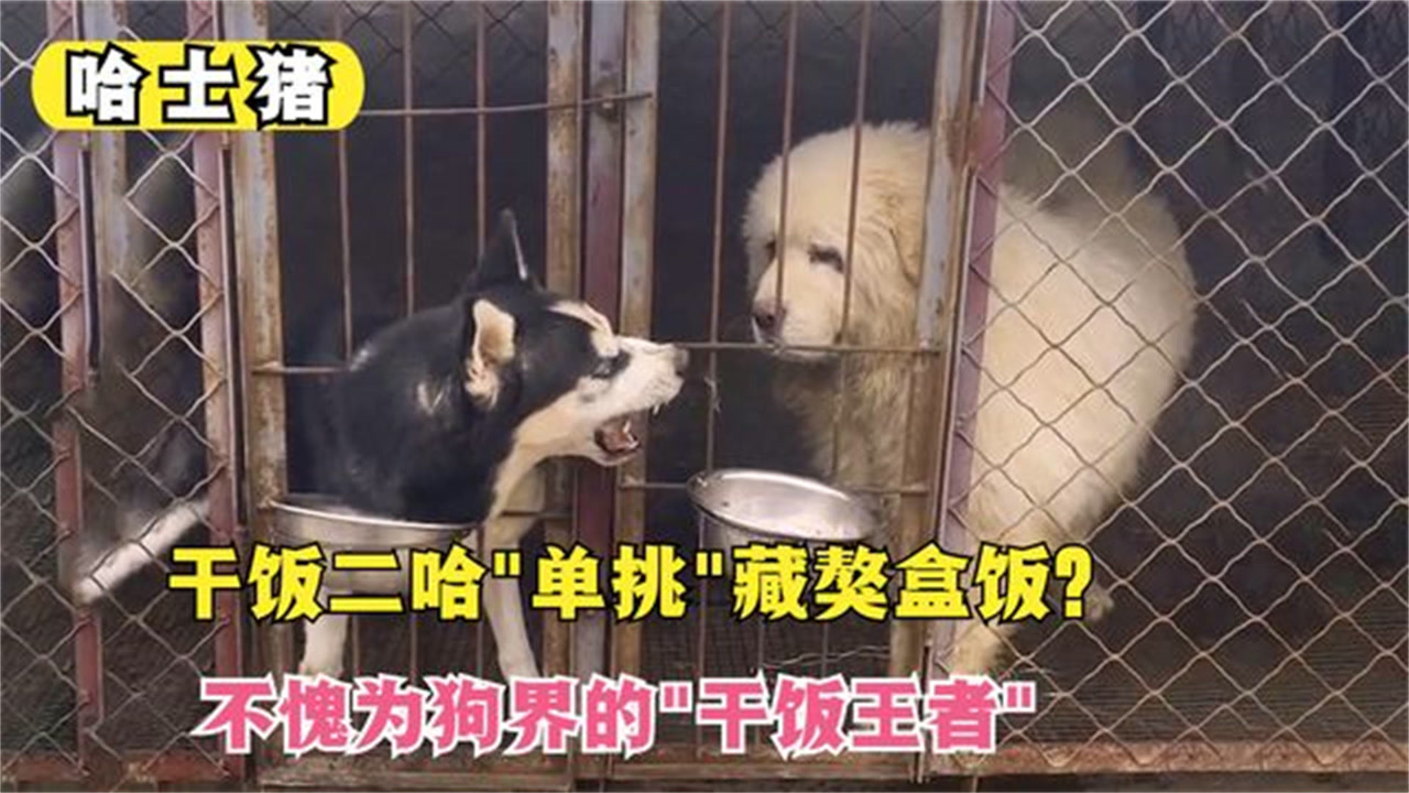 干饭二哈不讲狗德,连"藏獒"的饭盆都敢抢,被称狗界干饭王者