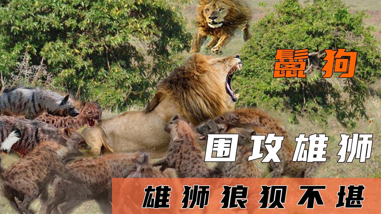 纪录片:鬣狗以多欺少!围猎雄狮,雄狮被鬣狗撕咬的狼狈不堪!