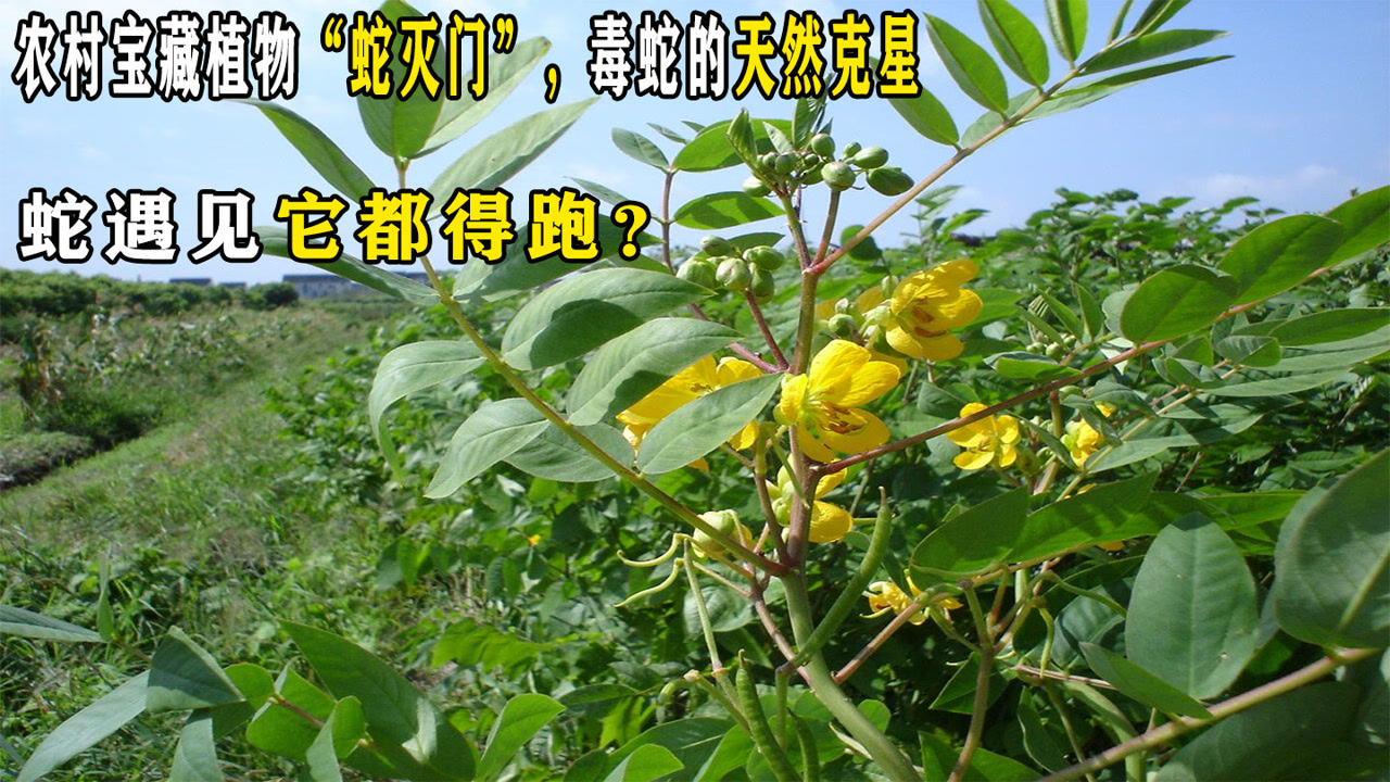 蛇灭门_搜狗百科