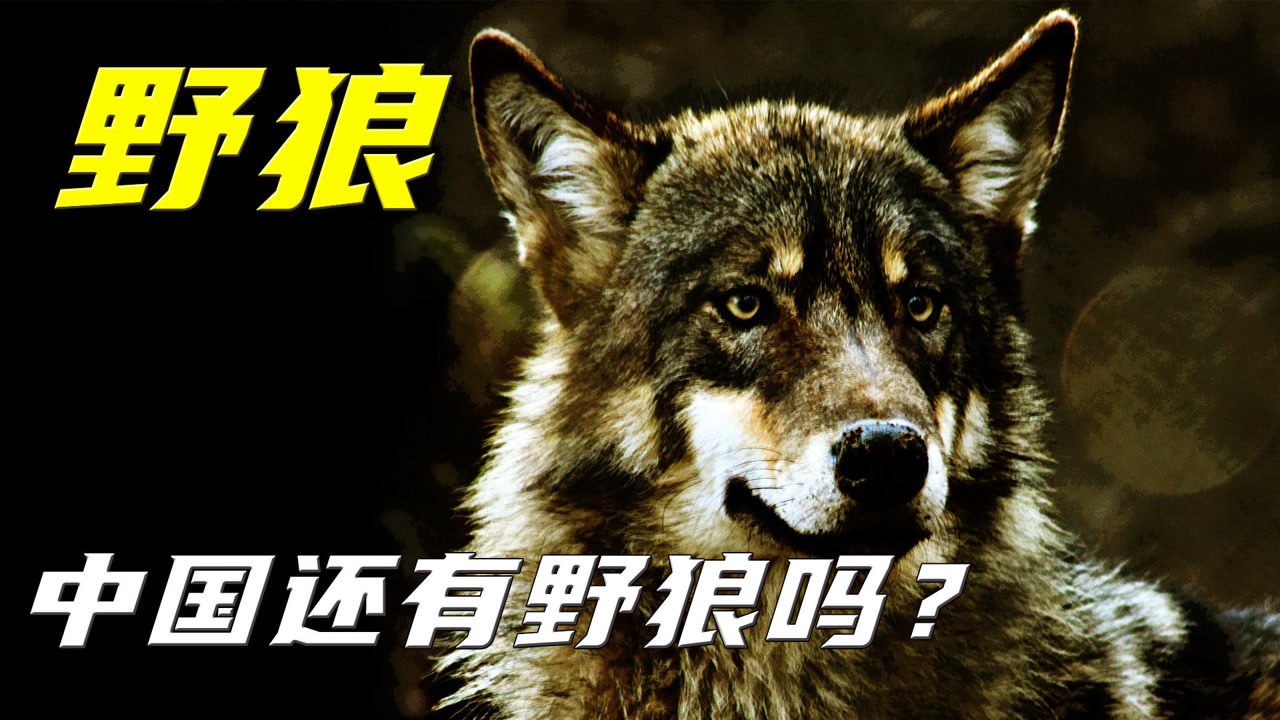 贵州野狼团图片