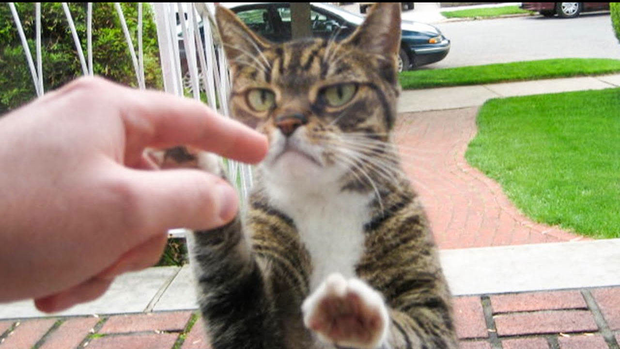 快来给本喵握个爪