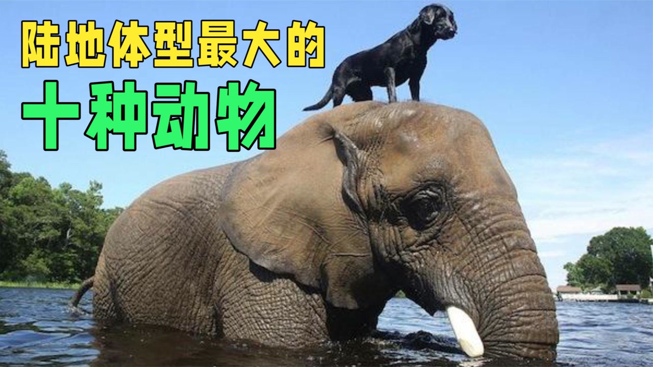 最大的動物高4.1米!體重10噸!