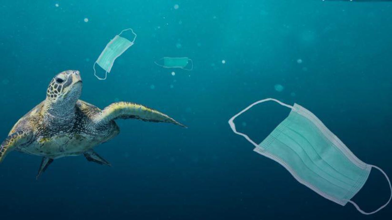 废弃口罩对海洋生物有哪些危害,对环境有哪些污染?请不要随意丢弃口罩