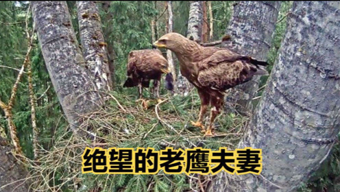 老鹰夫妻外出寻找食物!回来孩子就不见了,鹰妈当场就奔溃了