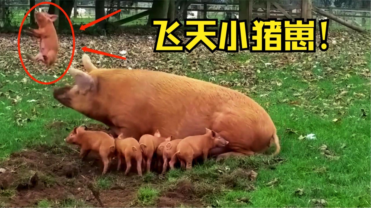 老母猪喂奶时,突然发"猪癫疯",一举就将小猪崽顶上天!