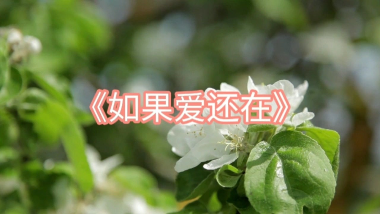 缘聚缘散早有安排,把握现在才是最好的存在#如果爱还在#音乐推荐