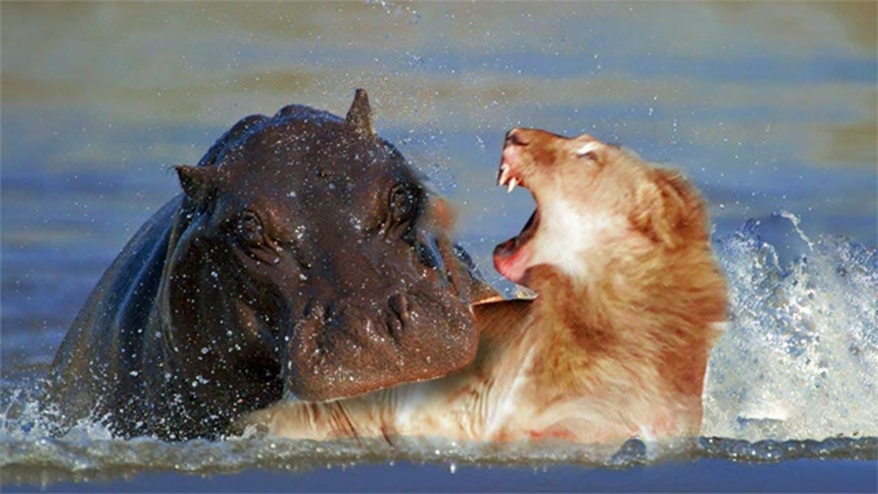 河马疯了,想要占领地盘冲上去啃狮子的头