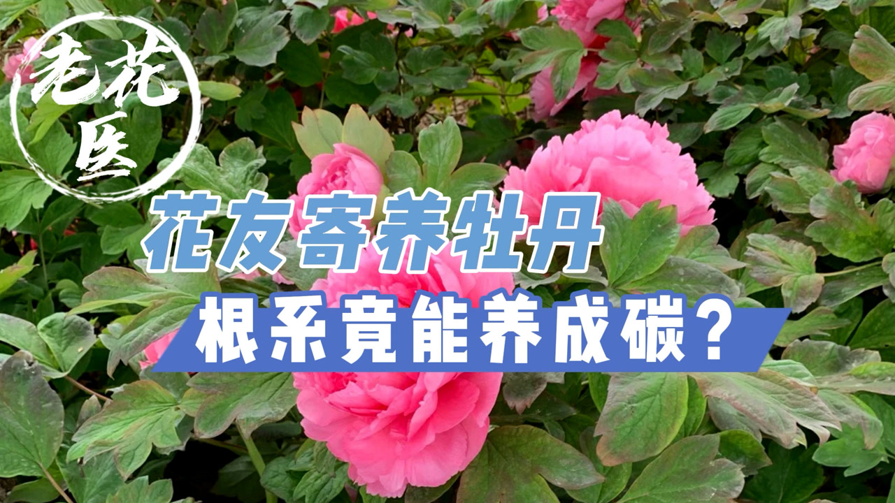 牡丹 芍药科芍药属植物 搜狗百科