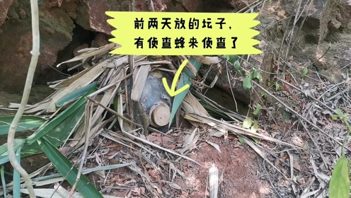 怎样吸引侦查蜂前来侦查？