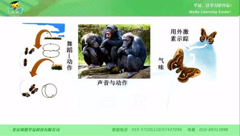 新版八年级生物上册5.2.3 社会行为