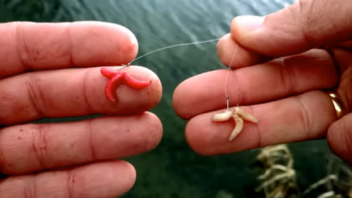 钓鱼:红白两种蛆,鱼儿更喜欢哪种?