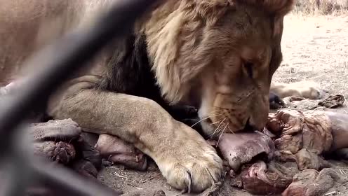 饥饿的狮子出笼的瞬间,这气场简直吓尿