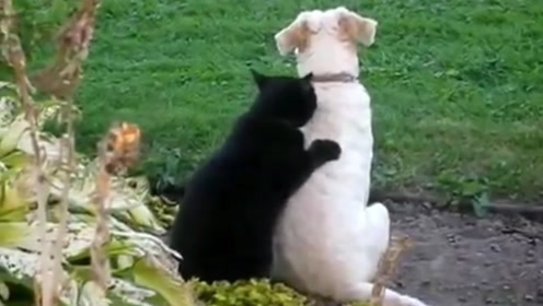 背景猫 腾讯视频