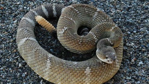 好恶心!响尾蛇吃响尾蛇!