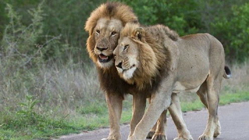 实拍三头雄狮咬死一只鬣狗,这种事前所未有,狮子太凶残了!