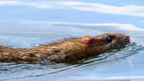 原来老鼠是个游泳健将