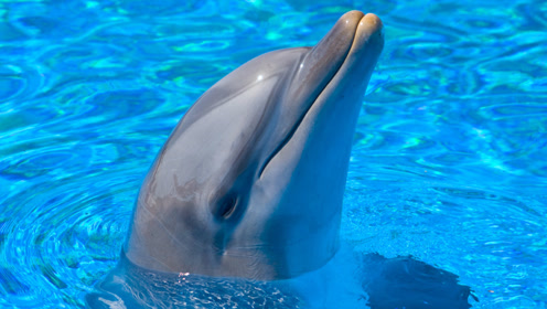 来看看海豚是怎么生宝宝的?