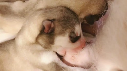 刚生下来的二哈宝宝还不会睁眼,十分可爱