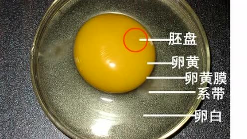 0:02:36生物认识鸡卵的结构--于淼时 间:2017-12