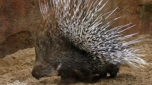 这种浑身长刺的动物,连狮子都难以对付它,不是刺猬也不是刺豚