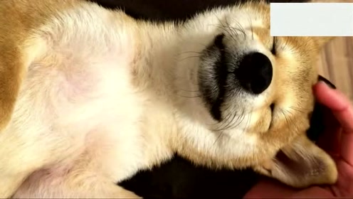 柴犬狗狗在麻麻的腿上撒娇耍赖,不肯下去实在是太萌了!