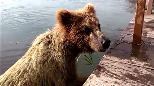 可怜的小脏熊在河边捡垃圾吃,看到有人来迅速跑掉了