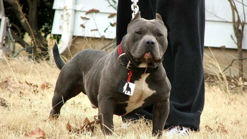 战神归来,比特犬与罗威纳犬的精彩对决