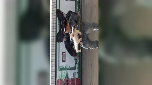 兄弟犬业 腾讯视频