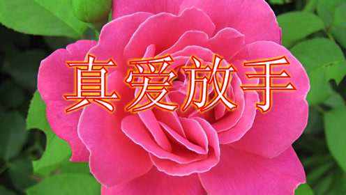 一曲《真爱放手》句句入心,谁听谁醉!