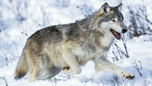 西伯利亚狼抢哈士奇的狗粮,二哈只能在旁边眼巴巴地干着急