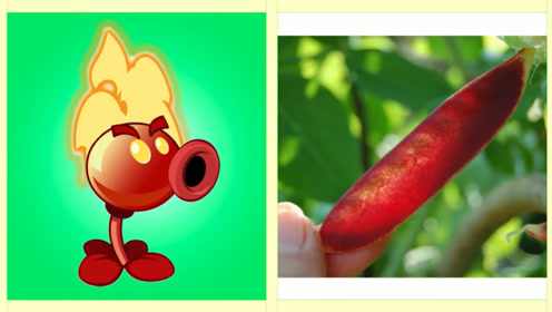 火焰豌豆的一生图片
