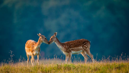 大蛇缠住小鹿,鹿妈妈愤怒的反抗!太可怜