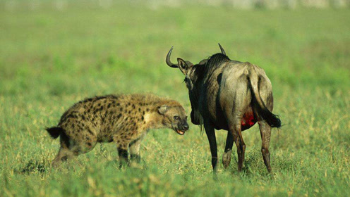 角马被鬣狗掏肛咬蛋蛋并吃掉下半身,依然坚强的活着