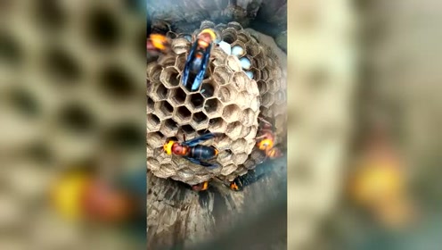 宏博传媒tv:大型土蜂(红娘)养殖!