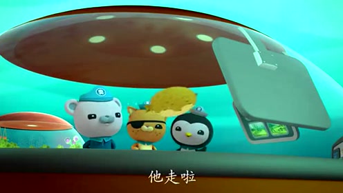 海底小纵队:密斑刺鲀全身都是刺